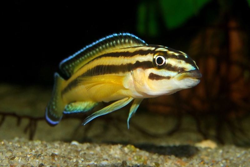 Julidochromis marksmithi 'Kipili'